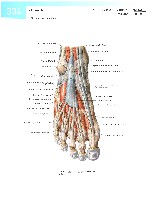 Sobotta  Atlas of Human Anatomy  Trunk, Viscera,Lower Limb Volume2 2006, page 341
